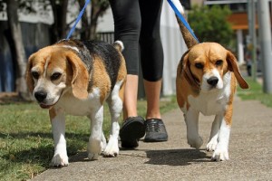 dog walker cover australia dog walking insurance