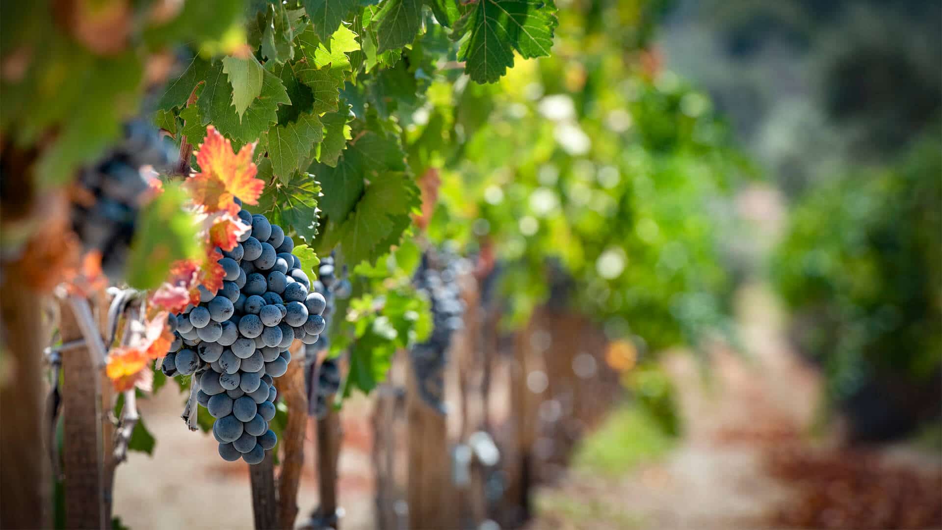 Vineyard Insurance