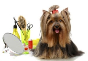 dog grooming cover