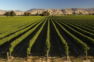vineyard cover australia